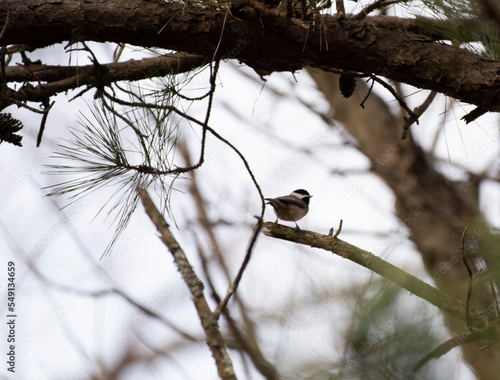 Black Capped Chickadee Black Capped Chickadee