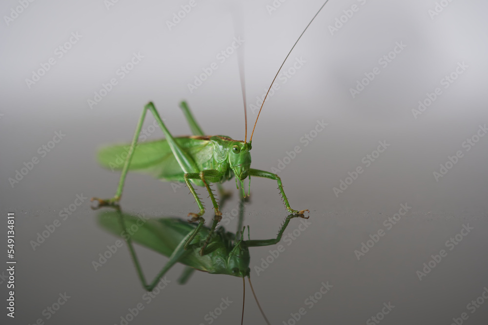 Fototapeta premium green praying mantis