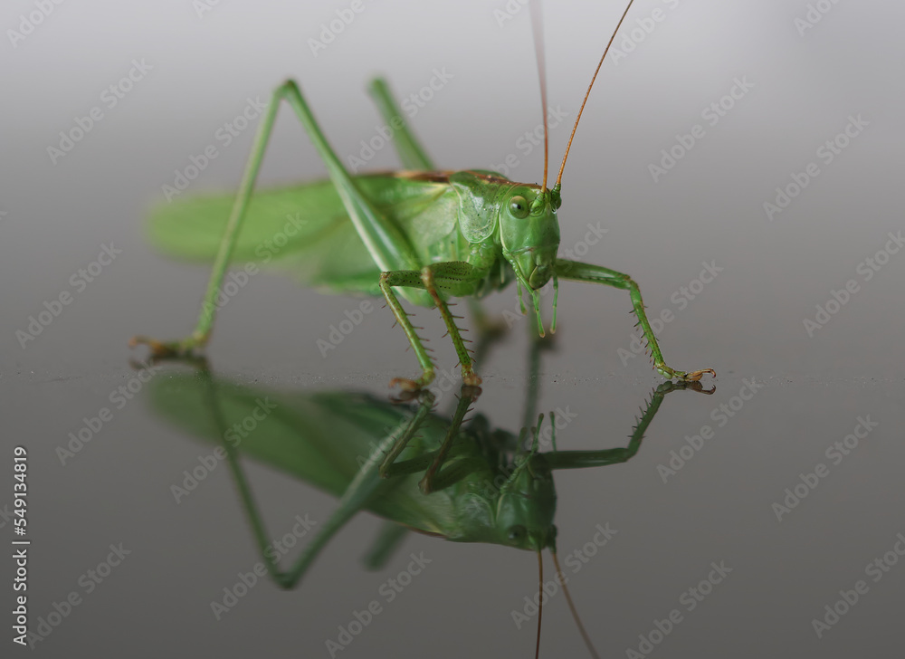 green grasshopper on a white background