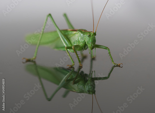 green grasshopper on a white background