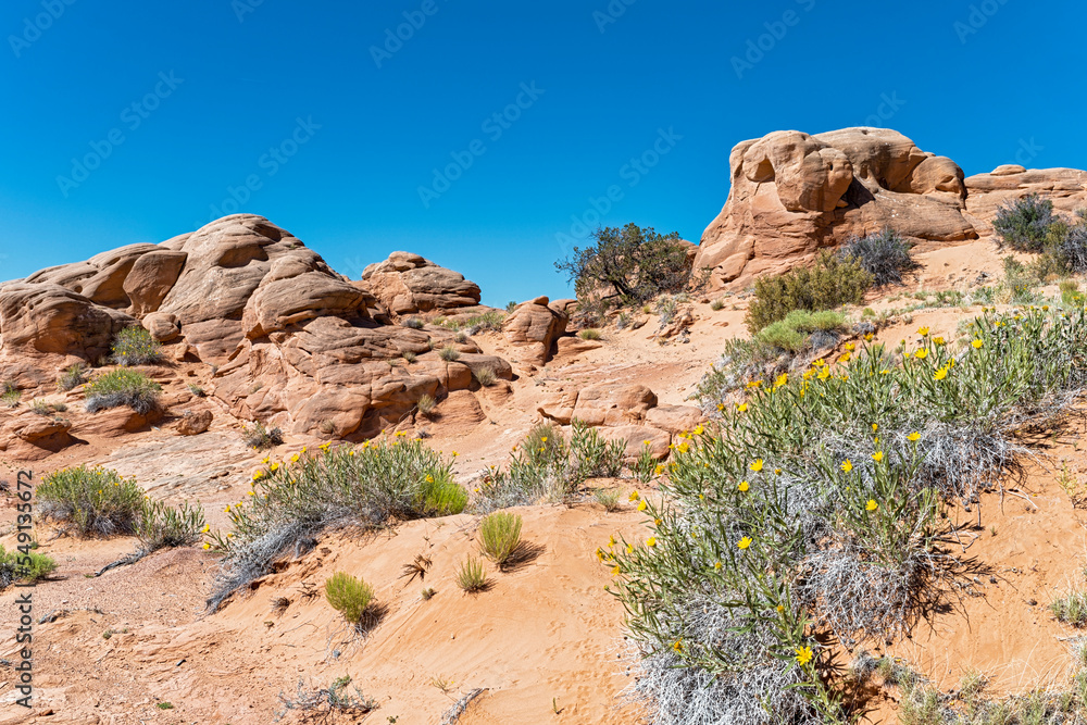 Rock formations shaped like faces with yellow flower in the foreground at the Grand Staircase-Escalante National Monument, Utah, USA Rock formations shaped like faces with yellow flower in the foreground at the Grand Staircase-Escalante National Monument, Utah, USA