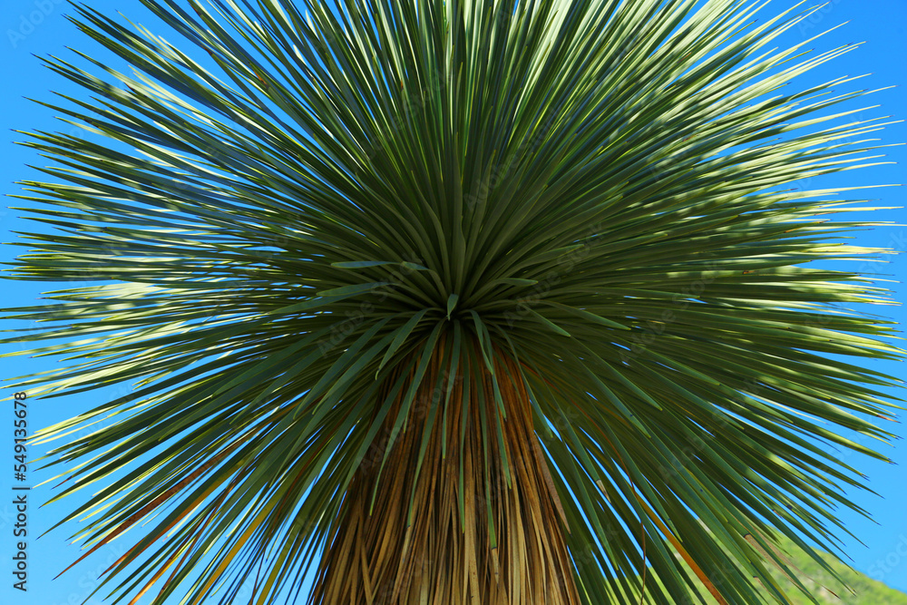 Fototapeta premium Beautiful palm tree with green leaves against blue sky, low angle view