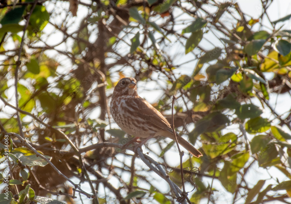 Fox Sparrow Fox Sparrow