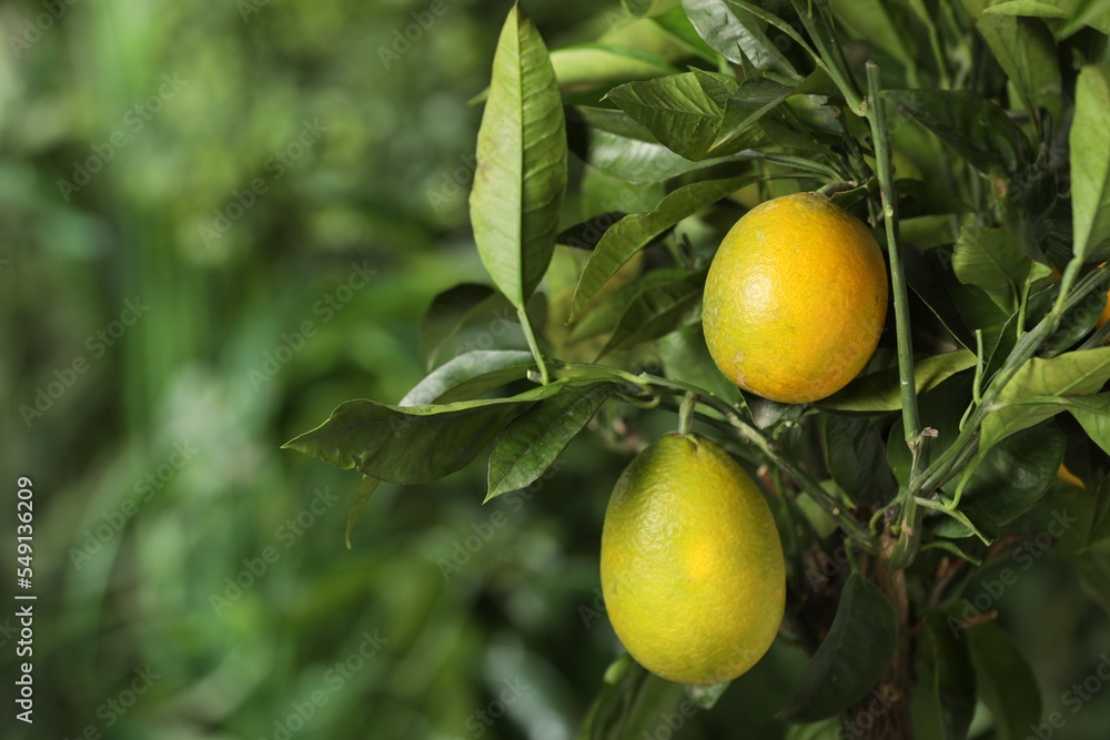 Closeup view of lemon tree with ripe fruits outdoors