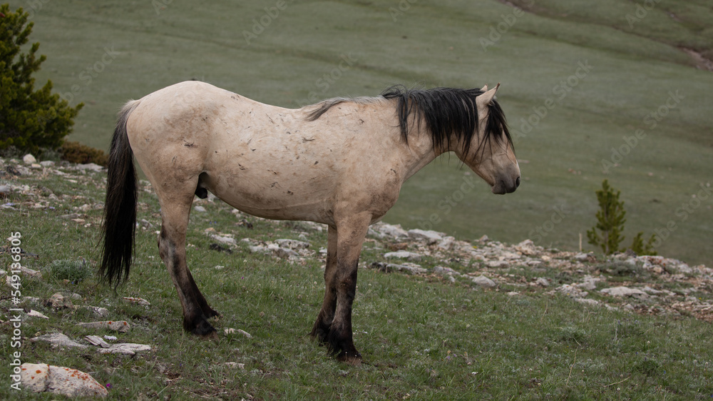 Alert Buckskin wild horse stallion overlooking small valley in the Rocky Mountains of the western United States Alert Buckskin wild horse stallion overlooking small valley in the Rocky Mountains of the western United States