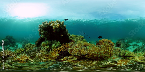 Fototapeta Naklejka Na Ścianę i Meble -  Underwater Colorful Tropical Fishes. Tropical underwater sea fishes. Philippines. Virtual Reality 360.