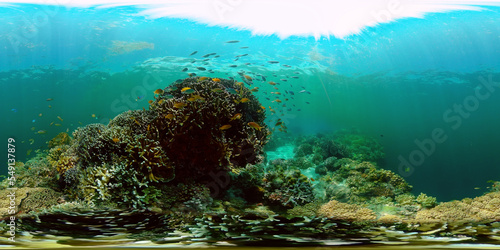 Underwater sea fish. Tropical fishes and coral reef underwater. Philippines. Virtual Reality 360.