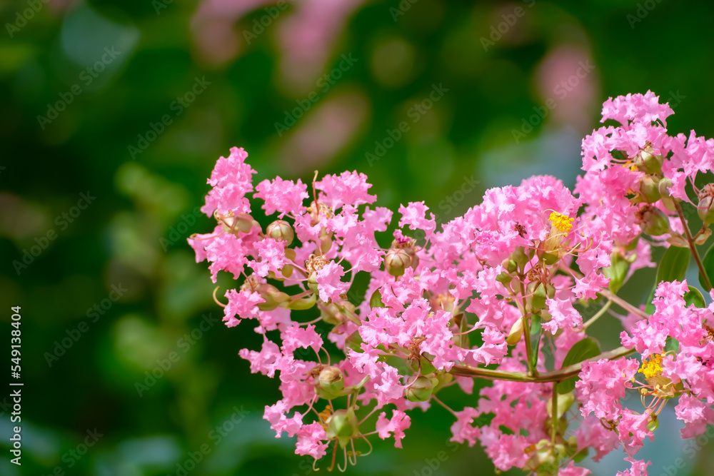 サルスベリ（百日紅）