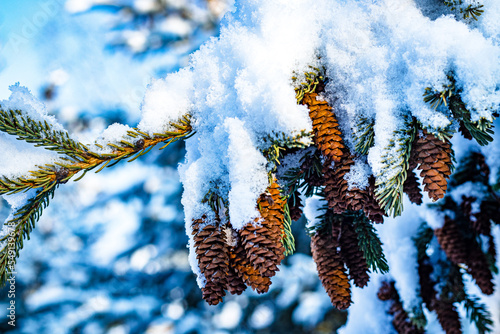 Wallpaper Mural pine cones and snow Torontodigital.ca