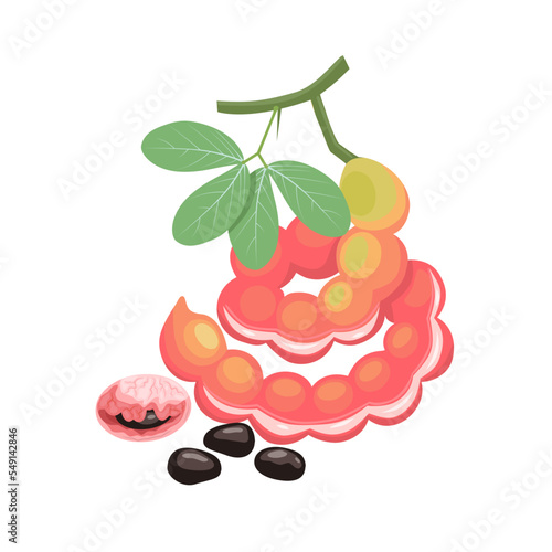 Vector illustration, Pithecellobium dulce, commonly known as Manila tamarind, Madras thorn, monkeypod or camachile tree, isolated on white background.