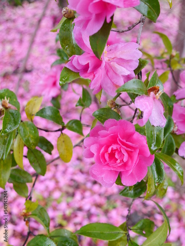 pink rose bush