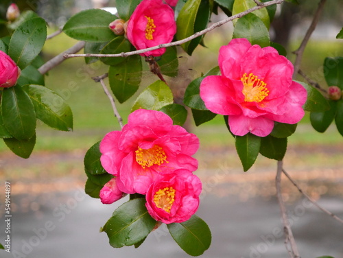 pink and white flowers