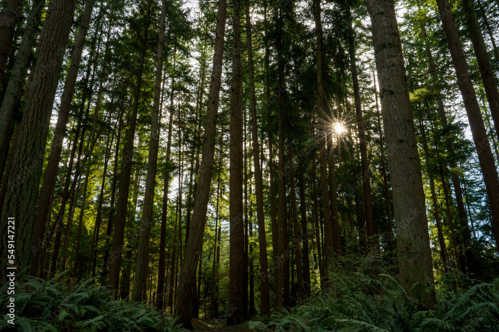 Tall trees stretch in the forest with the sun peeking through. Tall trees stretch in the forest with the sun peeking through.