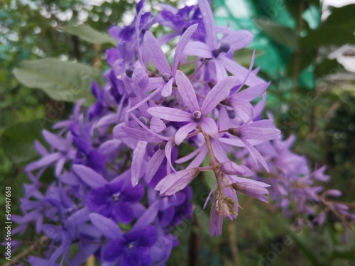 Purple Wreath  Queen s Wreath  Sandpaper Vine  Bluebird Vine.