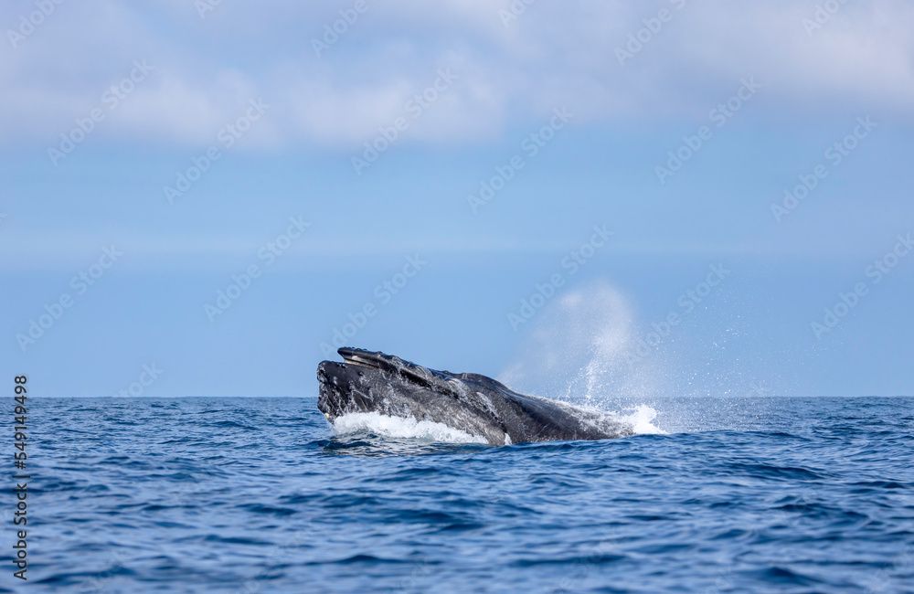 Obraz premium whale in the sea, humpback' baleen