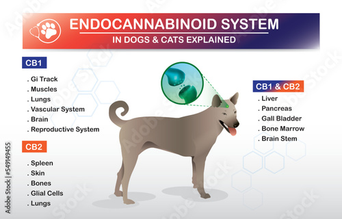 Endocannabinoid System in dogs and cats Explained is infographic on white background
