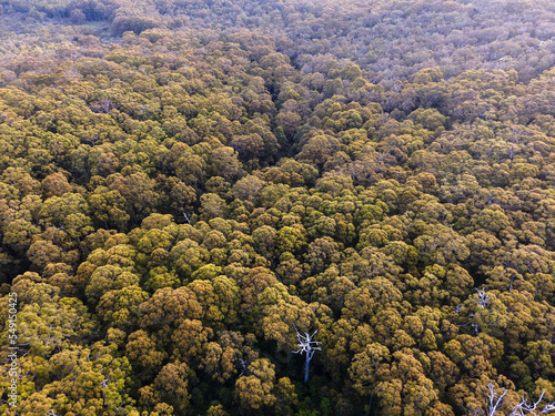 Forrest from above - Western Australia