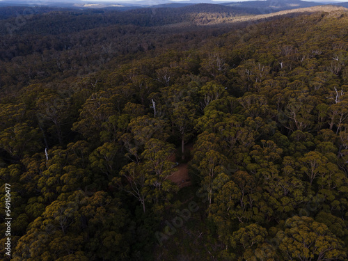 Forrest from above - Western Australia photo