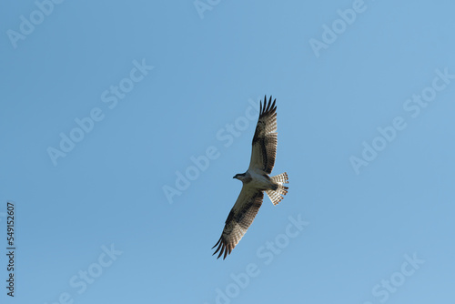 Osprey flying in blue sky