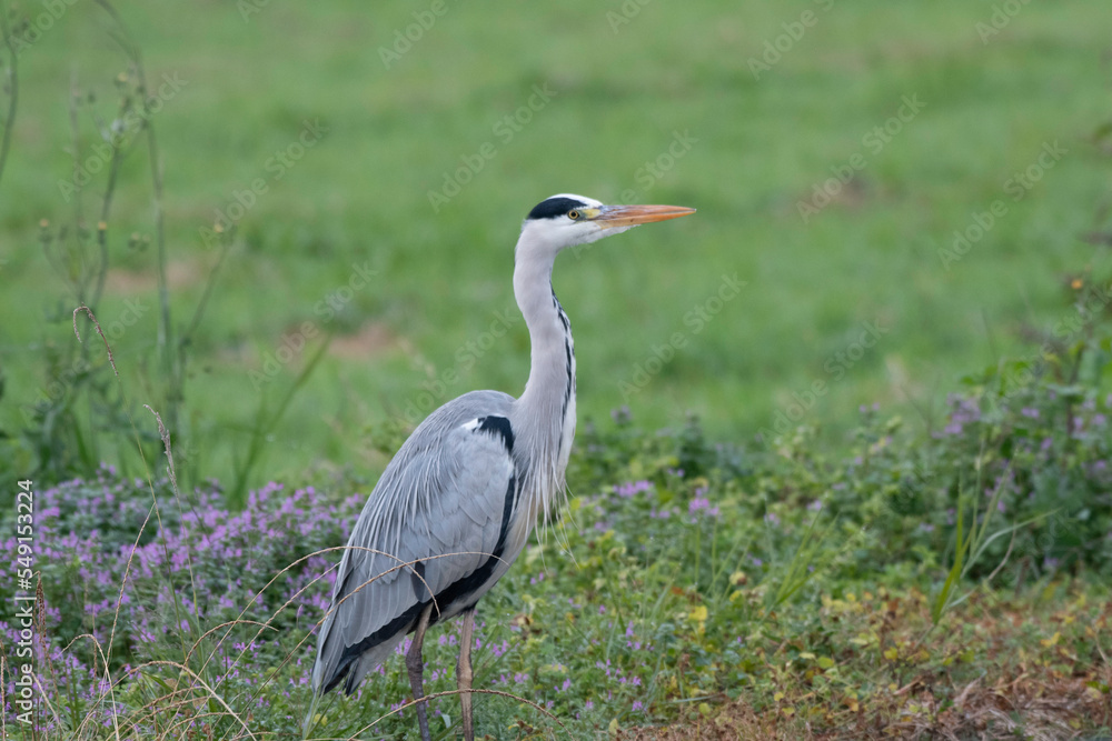Gray heron standing in front of rice field Gray heron standing in front of rice field