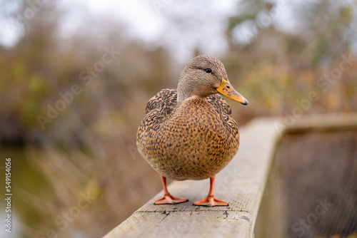 duck