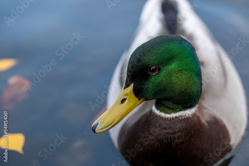 duck on a lake