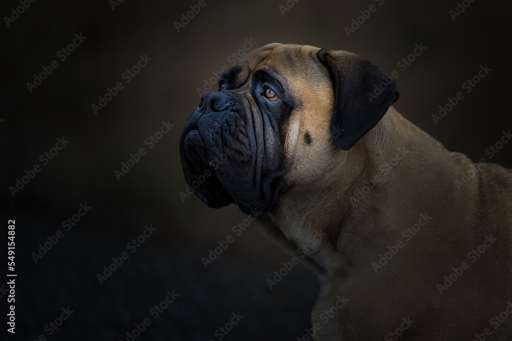 2022-11-25 CLOSE UP PORTRAIT OF A MATURE BULLMASTIFF WITH A BEAUTIFUL EYE AND A BLURRY BACKGROUND 