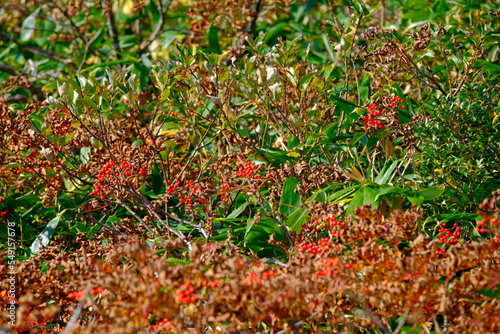 autumn leaves background