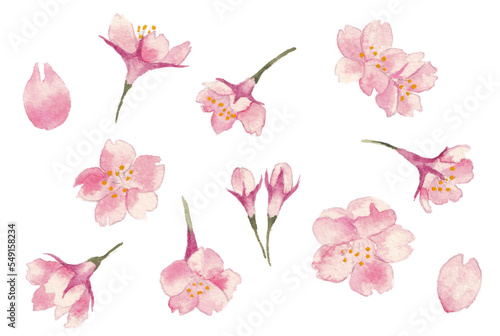 Fototapeta set of hand-painted illustrations of sakura cherry blossoms, isolated