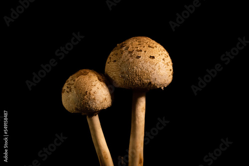 mushrooms on black background photo