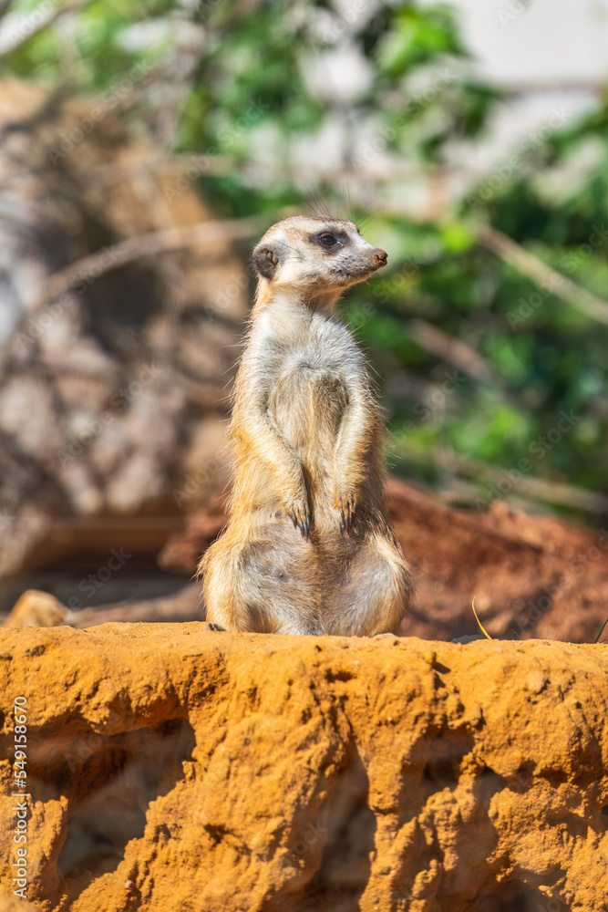 Meerkat, Suricata suricatta, on hind legs. Portrait of meerkat standing on hind legs with alert expression. Portrait of a funny meerkat sitting on its hind legs. Meerkat, Suricata suricatta, on hind legs. Portrait of meerkat standing on hind legs with alert expression. Portrait of a funny meerkat sitting on its hind legs.
