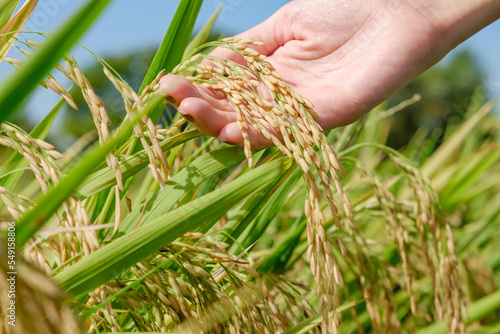 Hands holding stalks of golden rice ready to be harvested at the field