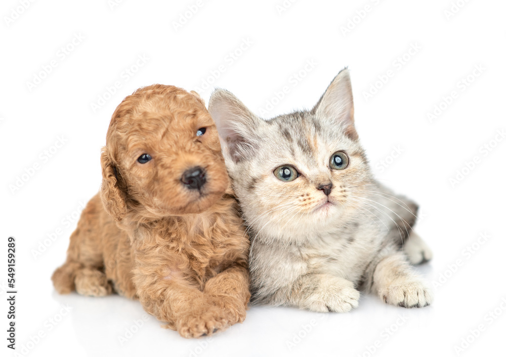 Tiny Toy Poodle puppy and tabby kitten lying together. isolated on white background