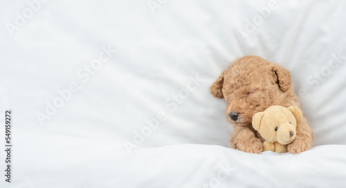 Newborn Toy Poodle puppy sleeps under white blanket on a bed at home and hugs favorite toy bear. Top down view. Empty space for text