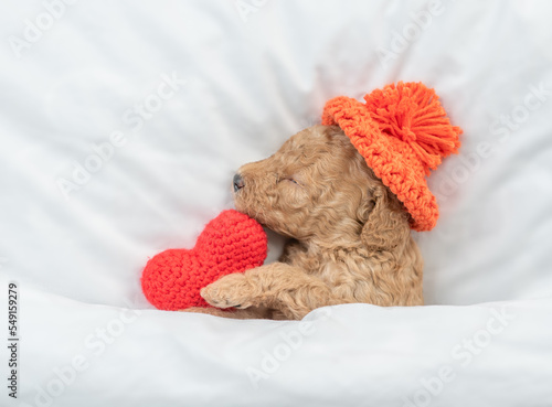 Newborn Toy Poodle puppy sleeps under white blanket on a bed at home and hugs red heart. Top down view. Empty space for text