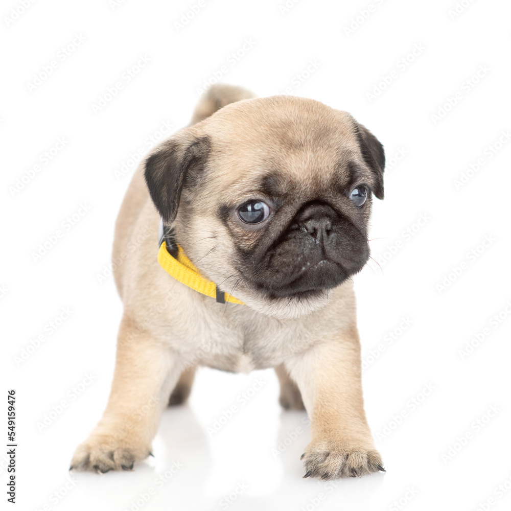 Obraz premium Tiny Pug puppy standing in front view and looking at camera. isolated on white background