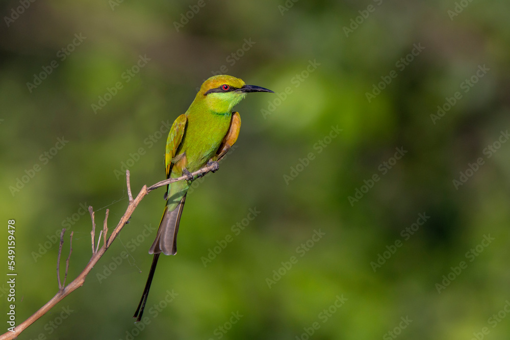 beautiful pictures of little green bee eater in blur background , The Asian green bee-eater, also known as little green bee-eater beautiful pictures of little green bee eater in blur background , The Asian green bee-eater, also known as little green bee-eater