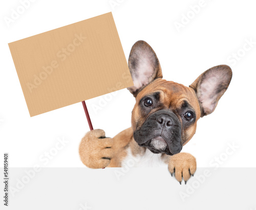 French bulldog puppy looks above empty white banner and holds blank banner mock up on wood stick. isolated on white background