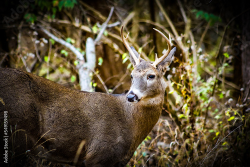 deer in the woods