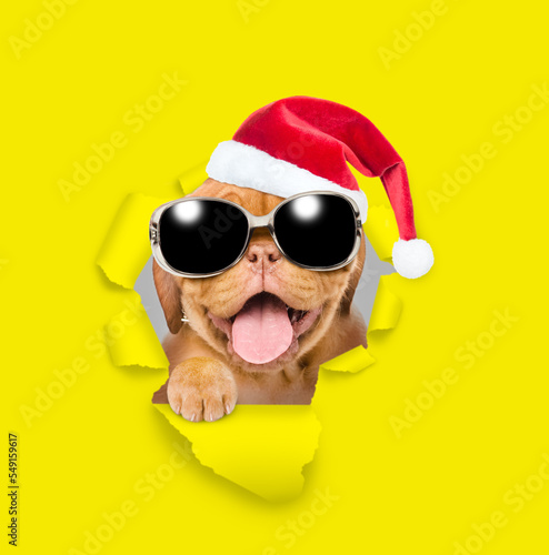 Happy puppy wearing sunglasses and red santa hat looking through a hole in yellow paper © Ermolaev Alexandr