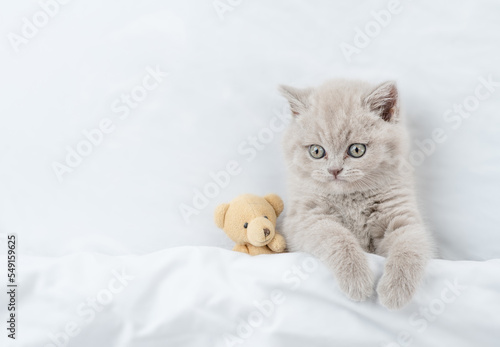 Funny kitten lying with favorite toy bear under white warm blanket on a bed at home.Top down view. Empty space for text