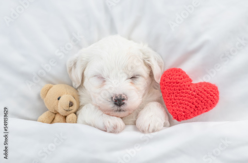 Tiny Bichon Frise puppy sleeps under  white blanket on a bed at home with favorite toy bear and red heart. Top down view