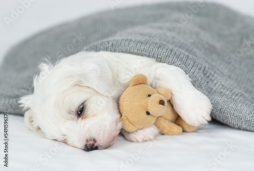 Fototapeta Tiny bichon frise puppy hugs toy bear and sleeps under warm plaid in cold autumn