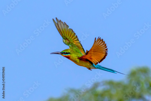beautiful bee eaters in blur background,The blue-cheeked bee-eater is a near passerine bird in the bee-eater family, Meropidae © Tariq