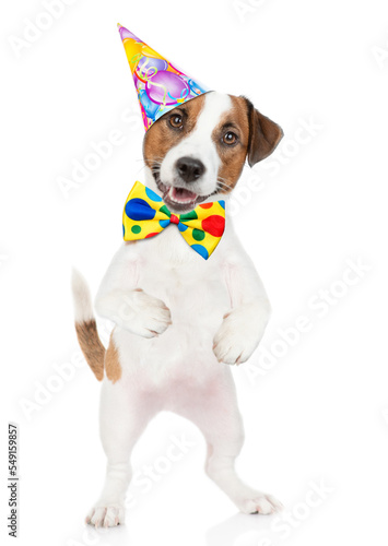 Jack russell terrier puppy wearing a party cap and tie bow. isolated on white background © Ermolaev Alexandr