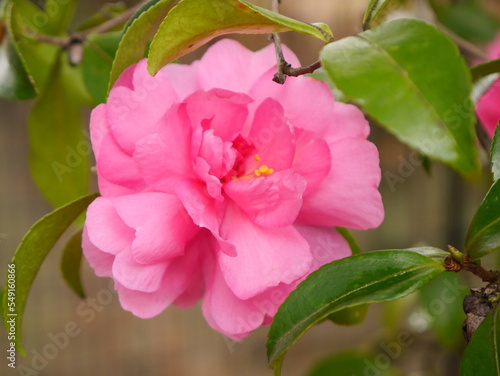 pink rose flower