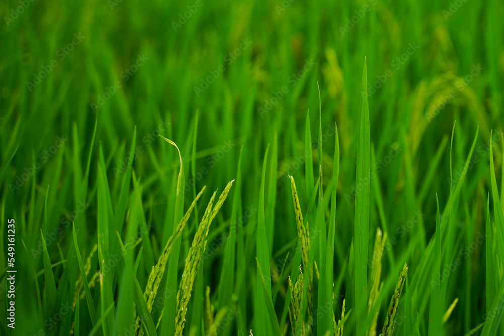 Rice fields that are sprout and nearing the harvest season. Rice fields that are sprout and nearing the harvest season.