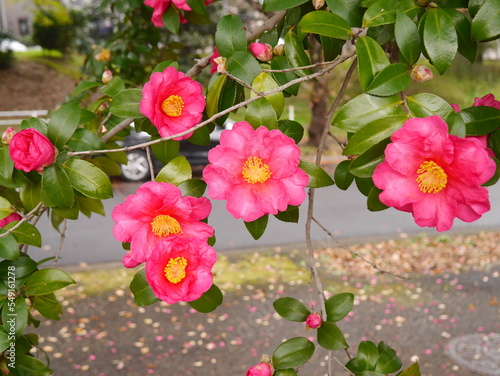 pink flowers