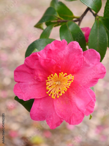 pink flower