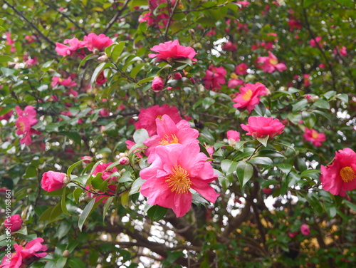 pink flowers in the garden